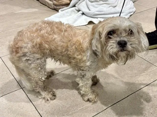 An adult small-sized female Maltese dog named Esha for adoption in Garland, TX