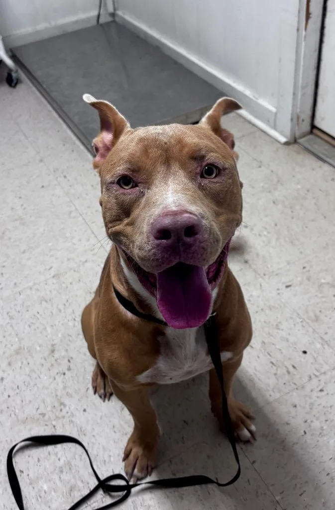 A young large-sized male Pit Bull Terrier dog named Tank for adoption in Luling, TX