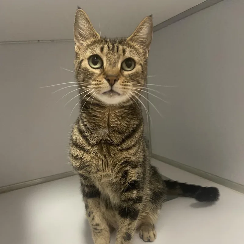 An adult medium-sized female Brown / Chocolate Domestic Short Hair cat named Sodium for adoption in Binghamton, NY