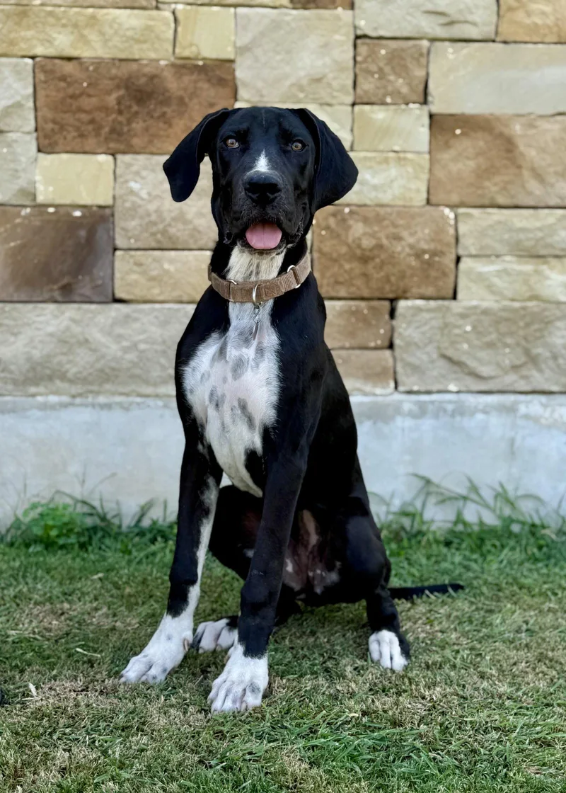 A young large-sized female Great Dane dog named Mercedes for adoption in Helotes, TX