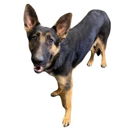 A young large-sized male German Shepherd Dog dog named Odin for adoption in Red Bluff, CA