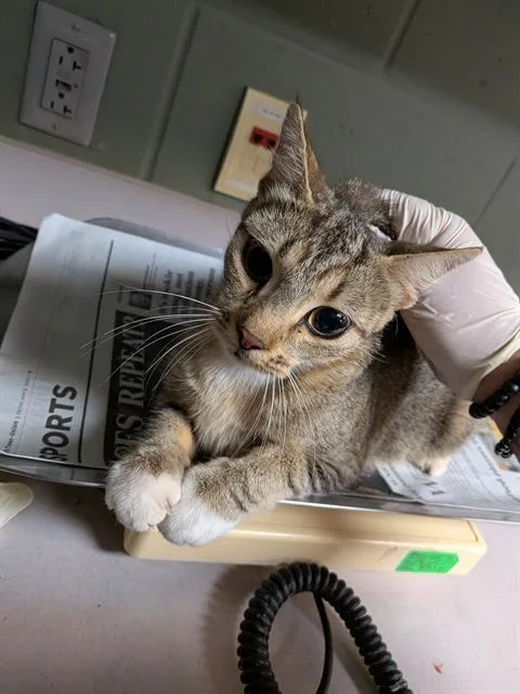 An adult medium-sized female Domestic Short Hair cat named Pizza Boy Jr for adoption in Jacksonville, FL