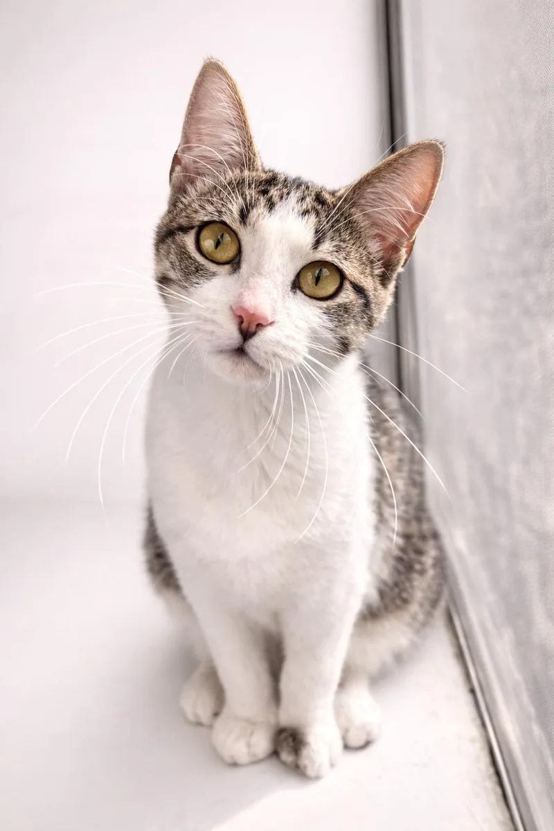 Cheyenne thumbnail 5