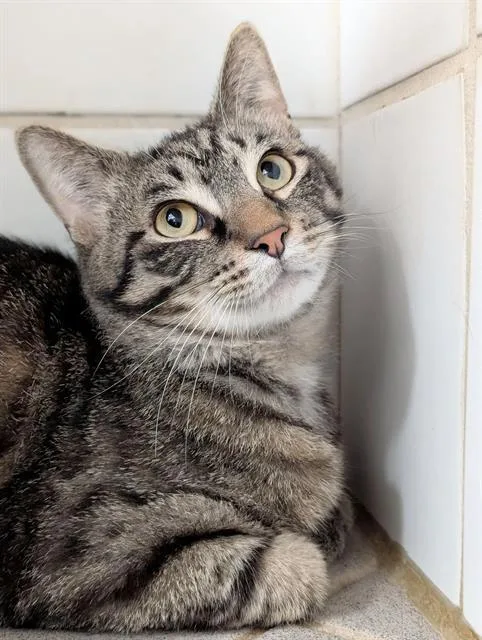 A young medium-sized male Domestic Short Hair cat named Henry for adoption in Canfield, OH