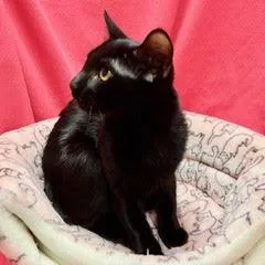 A baby medium-sized female Black Domestic Short Hair cat named Jelly Belly for adoption in Green Valley, AZ