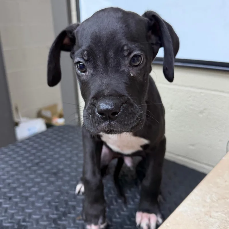 A baby small-sized male Black Labrador Retriever dog named Krieg for adoption in Madisonville, KY