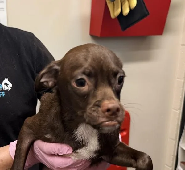 A baby small-sized male Chihuahua dog named Hubba Bubba for adoption in El Cajon, CA