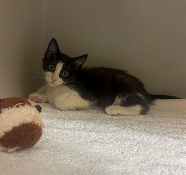 A baby small-sized female Domestic Short Hair cat named Silver for adoption in Statesville, NC