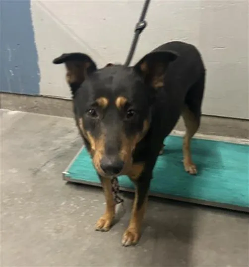 An adult large-sized female German Shepherd Dog dog named Lala for adoption in Camarillo, CA