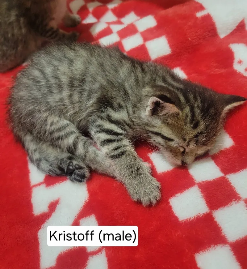 A baby medium-sized male Tabby (Brown / Chocolate) Tabby cat named Kristoff for adoption in Omaha, NE