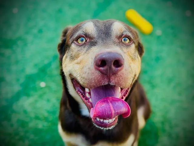 A young large-sized male Siberian Husky dog named Mateo for adoption in Orlando, FL