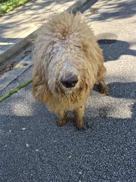 A young medium-sized female Labradoodle dog named Pen for adoption in Lawrenceville, GA