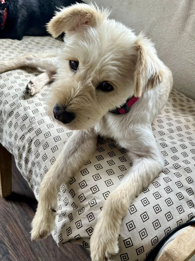 Lucy & Molly – thumbnail 4