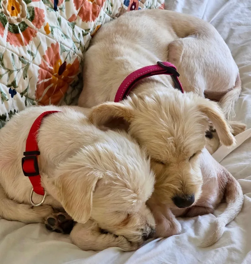 A young small-sized female White / Cream Terrier dog named Lucy & Molly – for adoption in Plano, TX