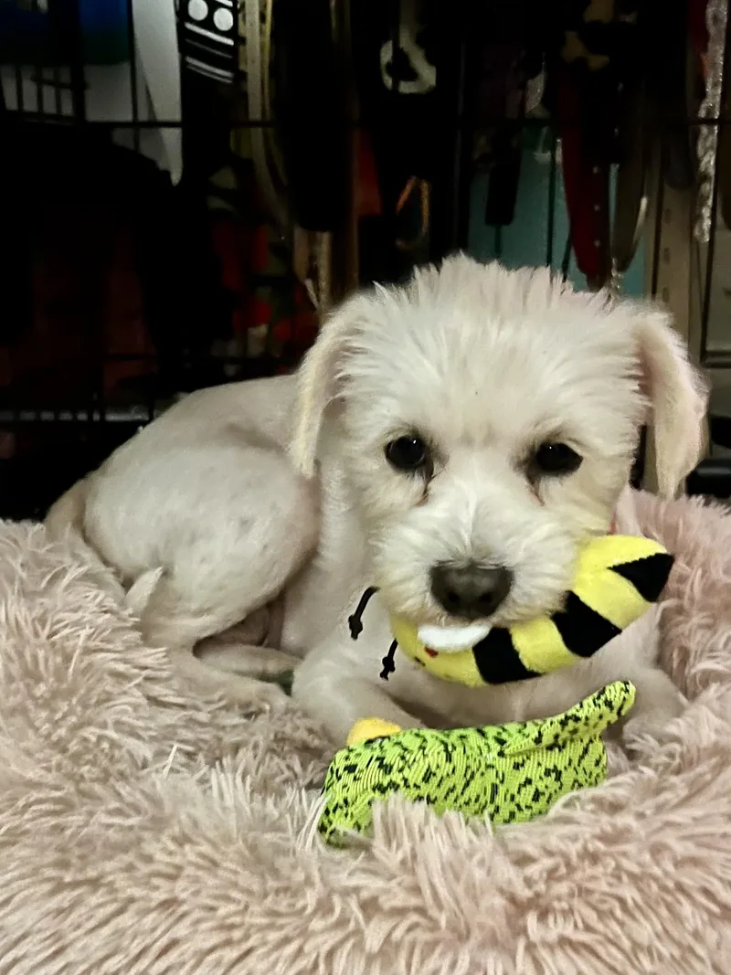 Lucy & Molly – thumbnail 5