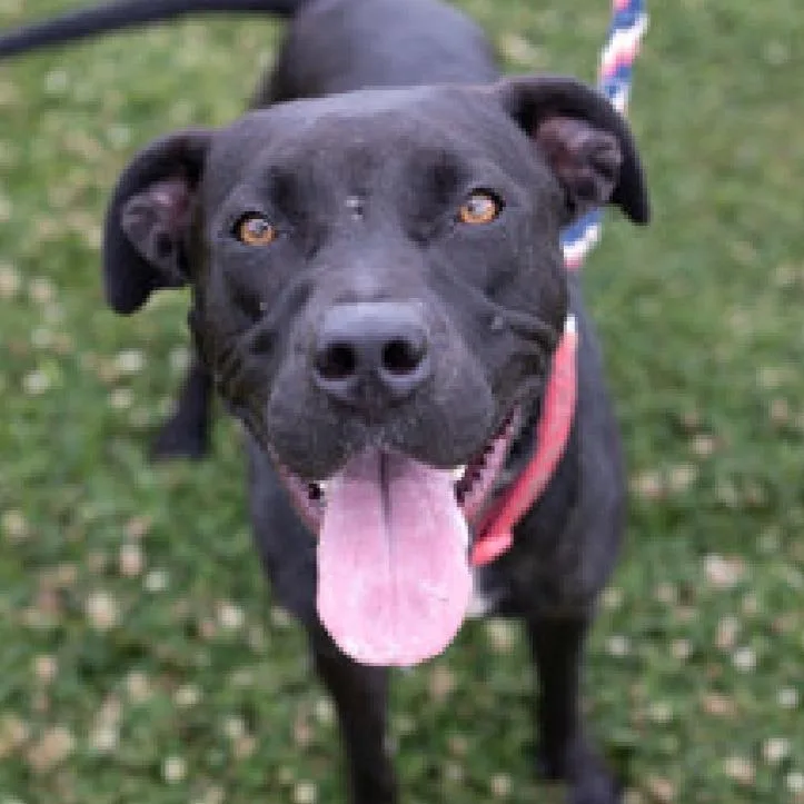 An adult medium-sized female Black Mixed Breed dog named Miko for adoption in Tylertown, MS