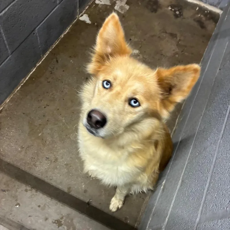 An adult small-sized female Mixed Breed dog named Loofah for adoption in Corbin, KY