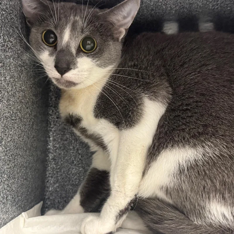A young medium-sized female Domestic Short Hair cat named Gracie for adoption in Greenville, SC