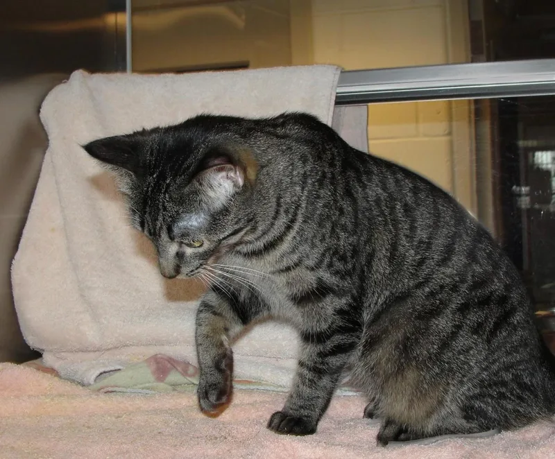 A young medium-sized female Brown / Chocolate Domestic Short Hair cat named Thread for adoption in Plover, WI
