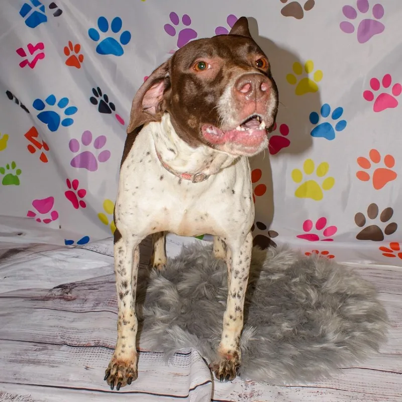 An adult large-sized female White / Cream German Shorthaired Pointer dog named Nicky for adoption in Kittanning, PA