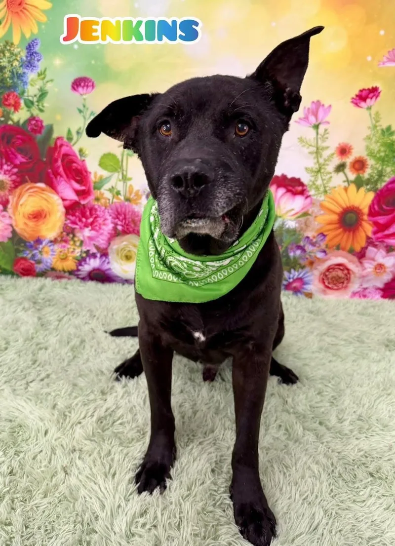 A senior large-sized male Black Mixed Breed dog named Jenkins for adoption in Flint, MI