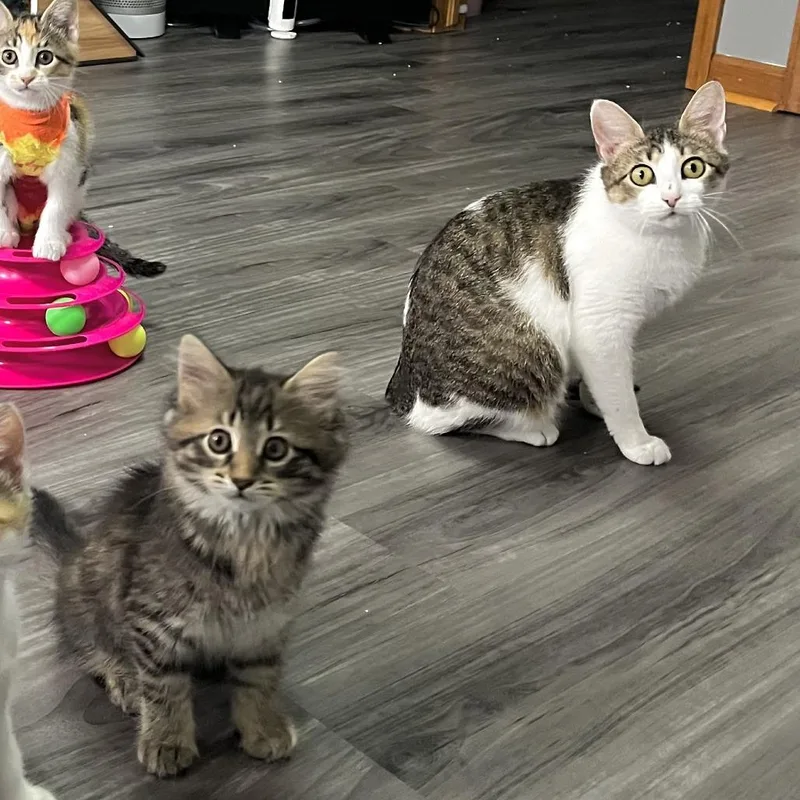 A young medium-sized female Brown / Chocolate Domestic Short Hair cat named Chessie for adoption in Medina, OH
