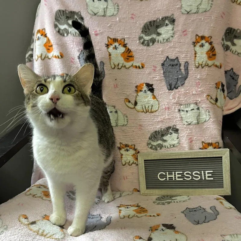 Chessie thumbnail 4