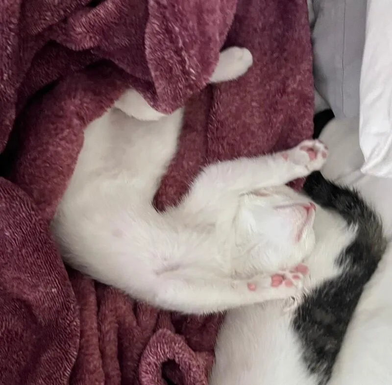 A young small-sized male Turkish Van cat named Gnocchi Noodles litter for adoption in Anthem, AZ