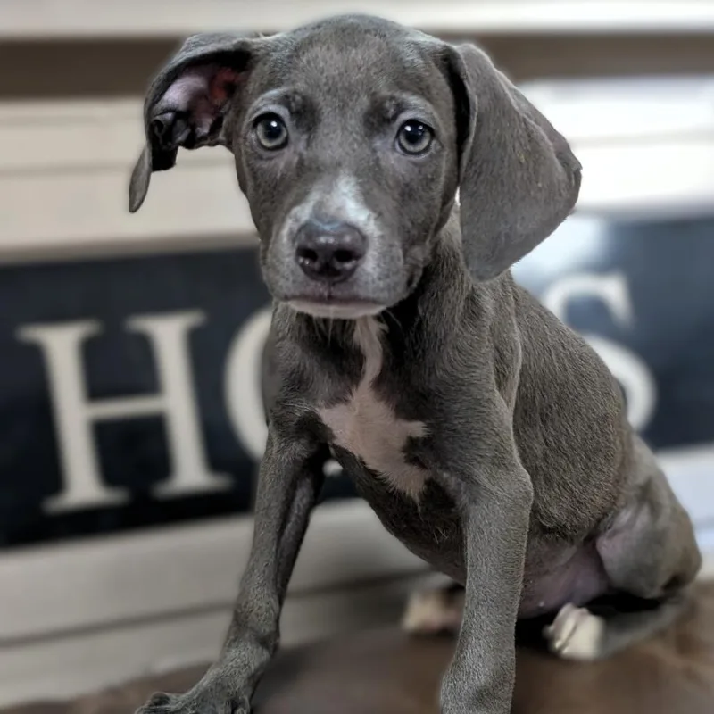 A baby medium-sized female Gray / Blue / Silver Whippet dog named Catan for adoption in Buchanan Dam, TX