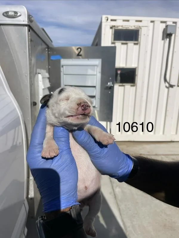 A baby small-sized female Pit Bull Terrier dog named Liz for adoption in Victorville, CA