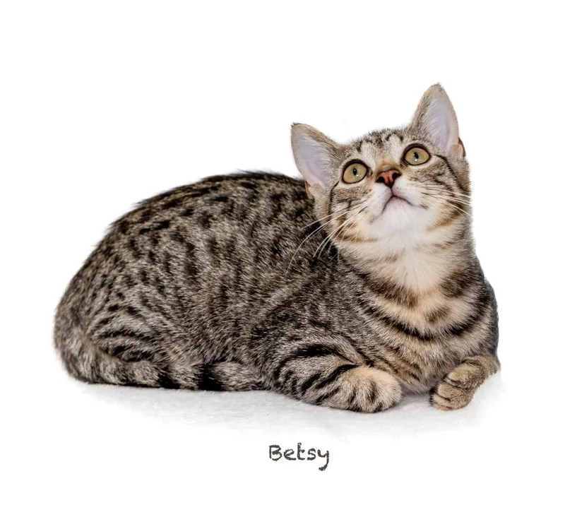 A baby small-sized female Domestic Short Hair cat named Betsy for adoption in Hot Springs Village, AR