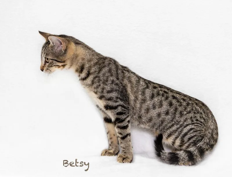 Betsy thumbnail 2