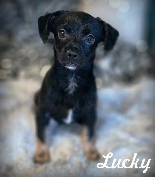A baby small-sized male Chihuahua dog named Lucky for adoption in Anaheim Hills, CA