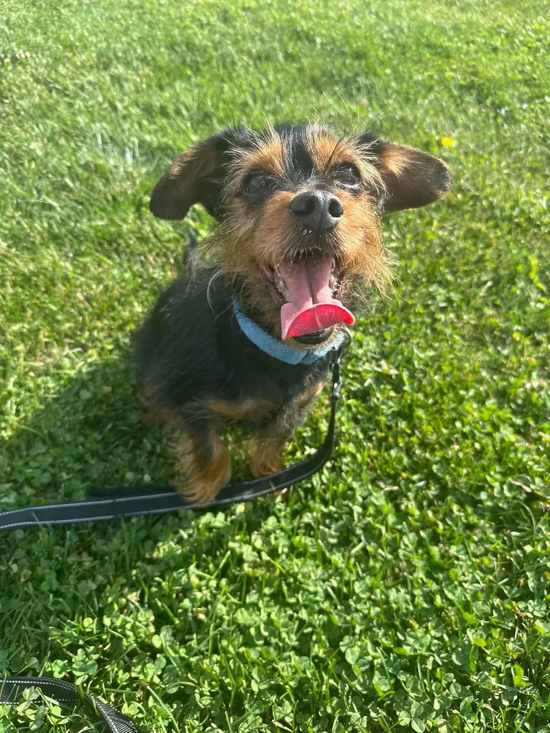 An adult small-sized male Yorkshire Terrier dog named Otto for adoption in Valparaiso, IN