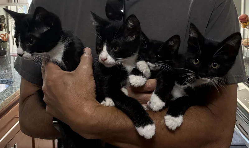 A baby medium-sized female Black & White / Tuxedo Tuxedo cat named Pickles Honey for adoption in San Luis Obispo, CA