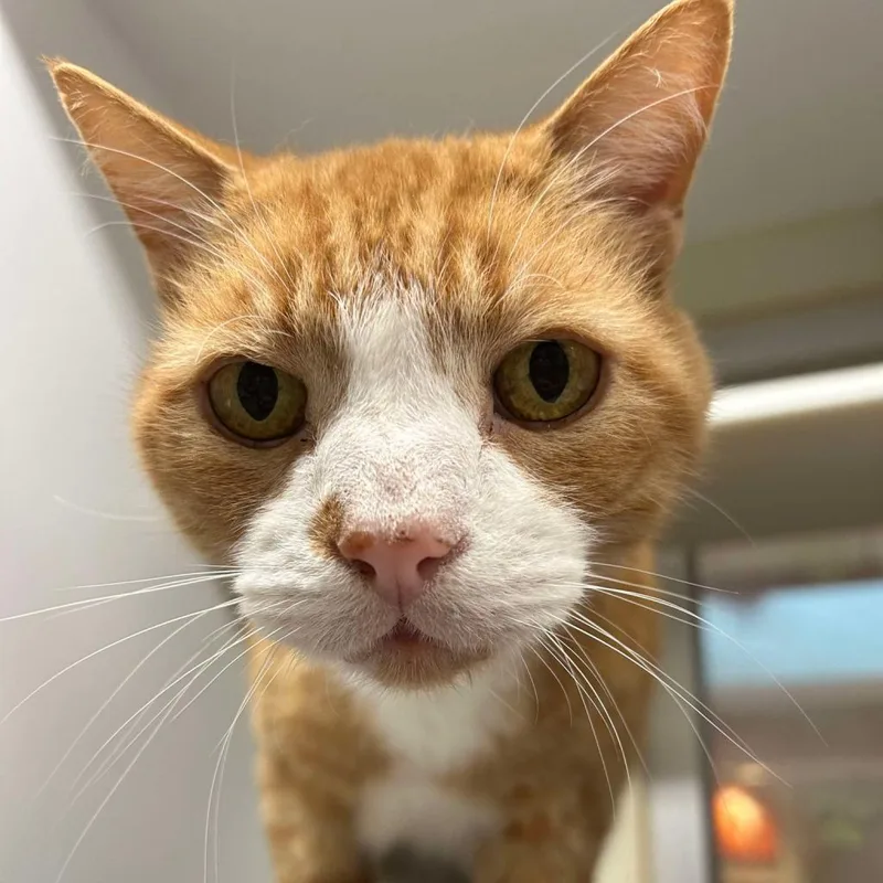 A senior large-sized male Domestic Short Hair cat named Mango for adoption in Chattanooga, TN
