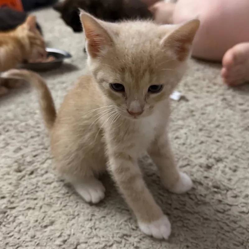 A baby small-sized male Buff / Tan / Fawn Domestic Short Hair cat named Winfrey for adoption in Austin, TX