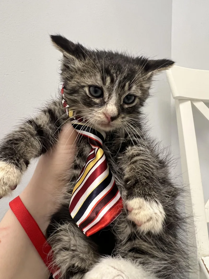 A young medium-sized male Tabby (Brown / Chocolate) Domestic Short Hair cat named Twig for adoption in Gaithersburg, MD