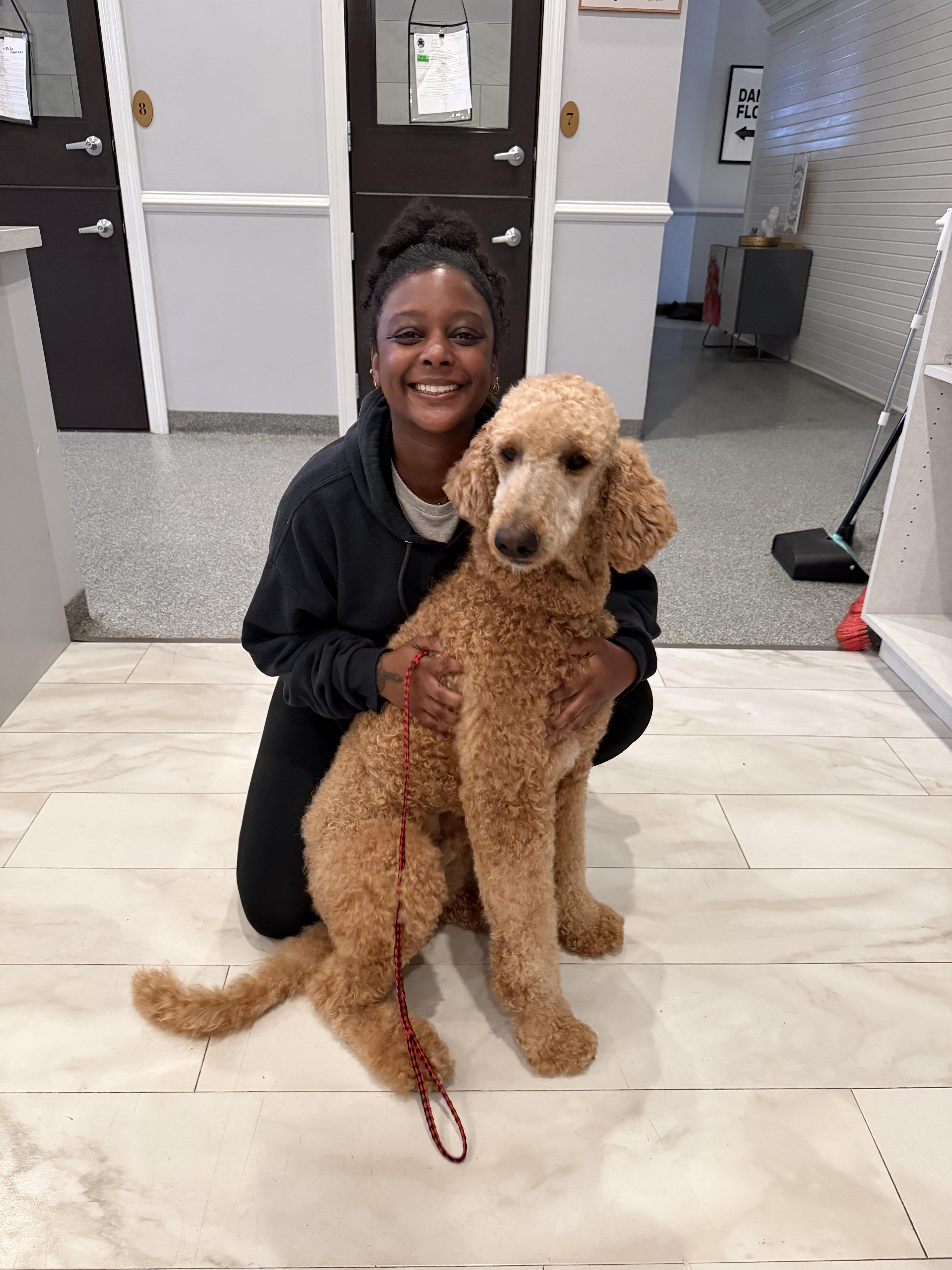 A young medium-sized male Standard Poodle dog named Fozzy for adoption in O'Fallon, MO