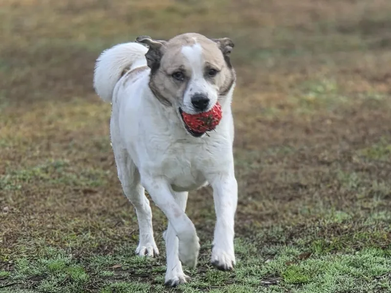 An adult large-sized male Anatolian Shepherd dog named Max for adoption in Anniston, AL