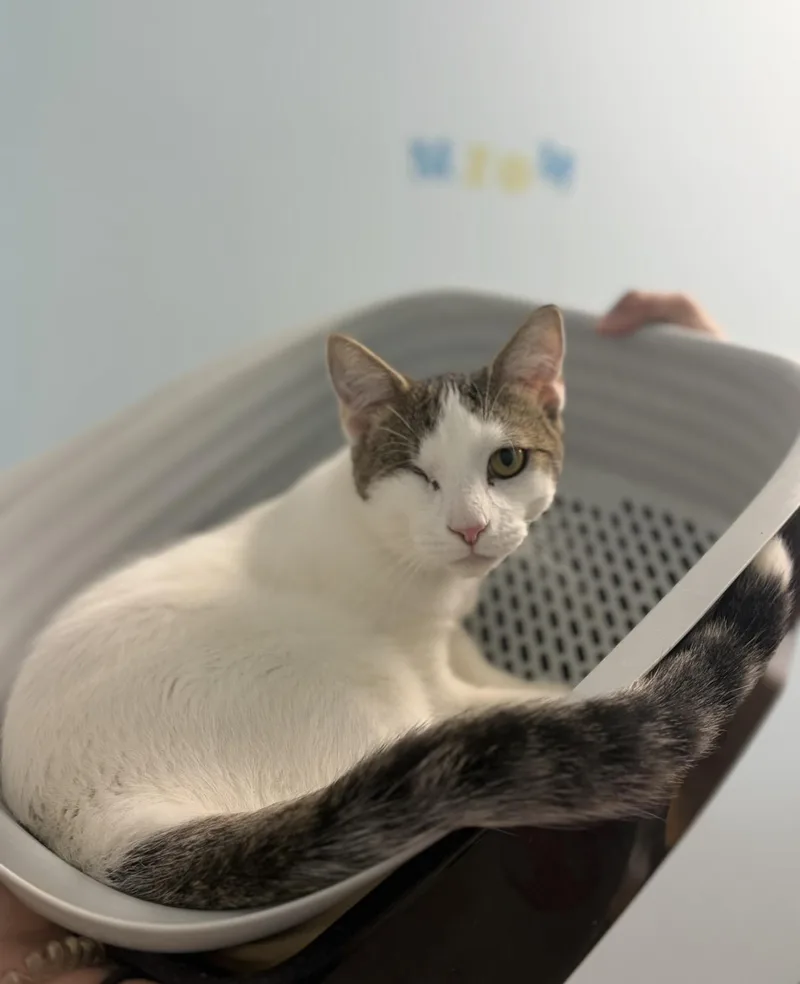 A young medium-sized male Domestic Short Hair cat named Dan for adoption in Towanda, PA