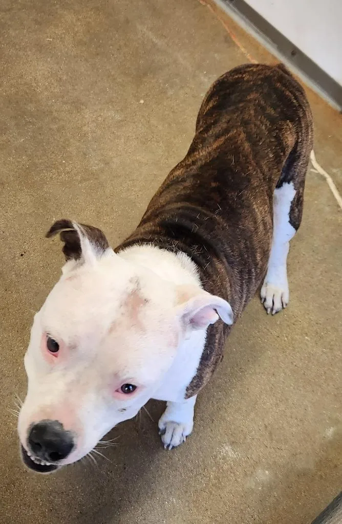 A young medium-sized female American Staffordshire Terrier dog named Seirra for adoption in Belton, TX