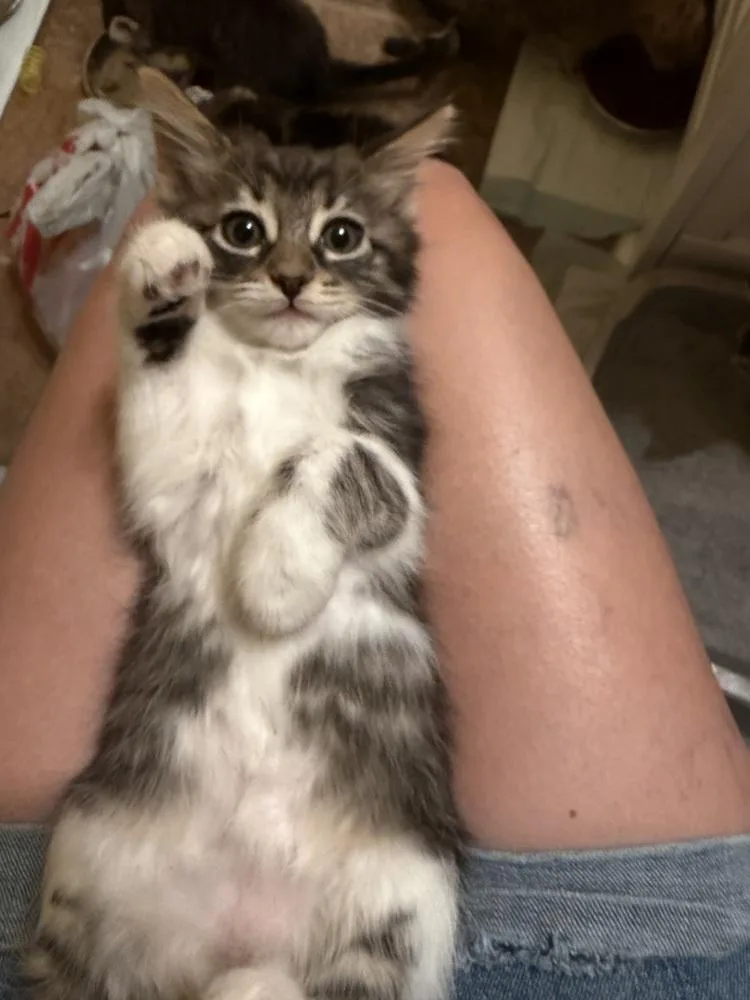 A baby small-sized female Domestic Medium Hair cat named Paris for adoption in Dallas, TX