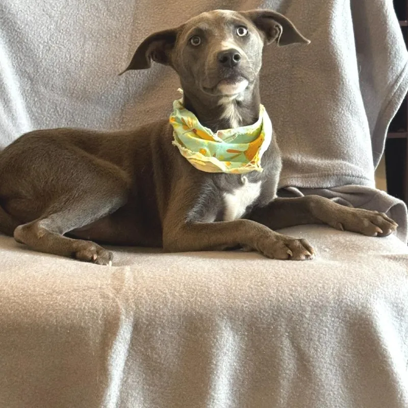 A young small-sized female Gray / Blue / Silver Weimaraner dog named Maggie for adoption in Novelty, OH