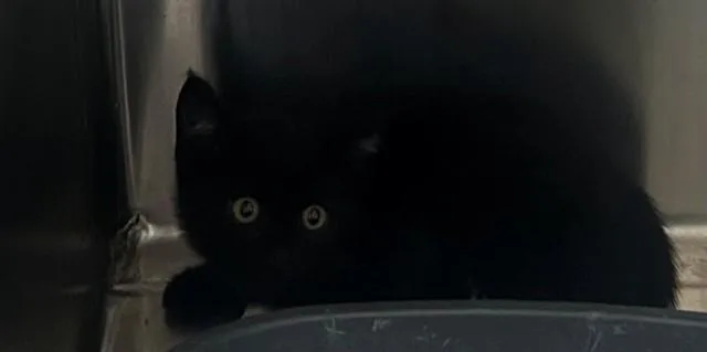A baby small-sized male Domestic Short Hair cat named Pudgy Buns for adoption in Santa Monica, CA
