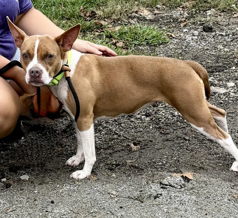 A young medium-sized female Red / Chestnut / Orange Pit Bull Terrier dog named Annie for adoption in McKeesport, PA