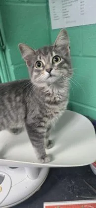 A baby small-sized female Domestic Medium Hair cat named Dixie for adoption in Paducah, KY