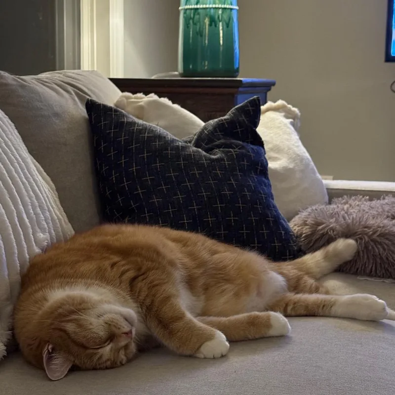 An adult extra large-sized male Domestic Short Hair cat named Nicholas for adoption in Cumming, GA
