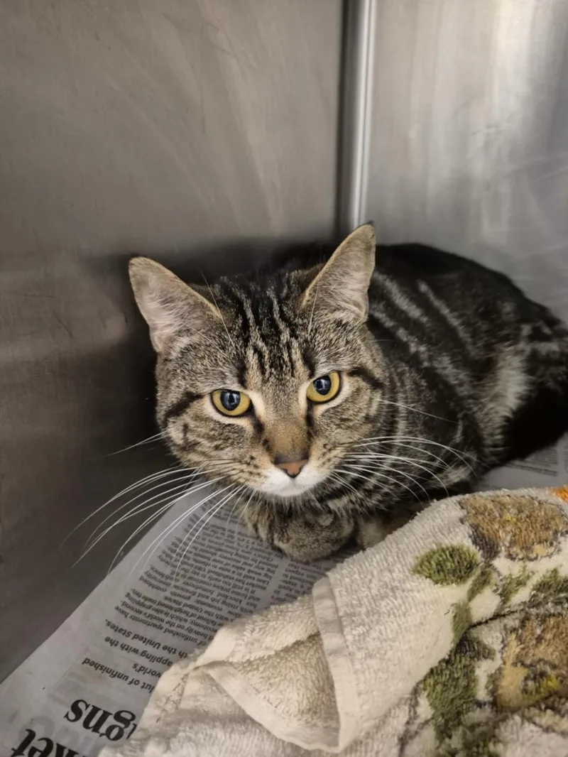 A young small-sized male Domestic Short Hair cat named Jethrow for adoption in Hagerstown, MD