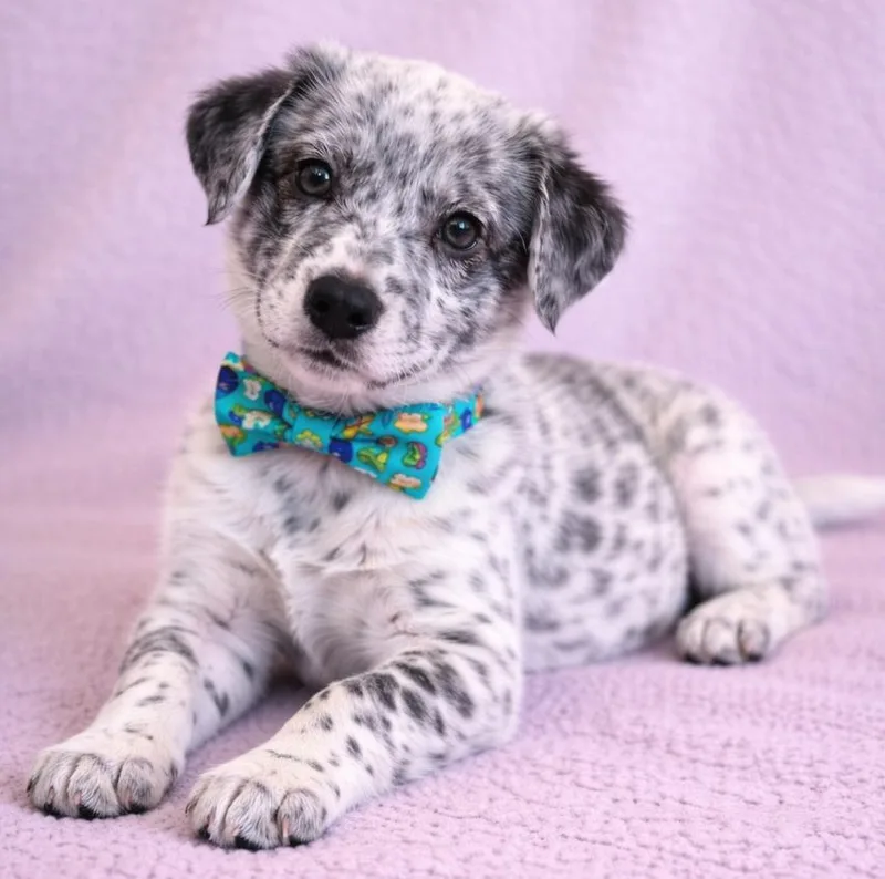 Polar Bear thumbnail 2